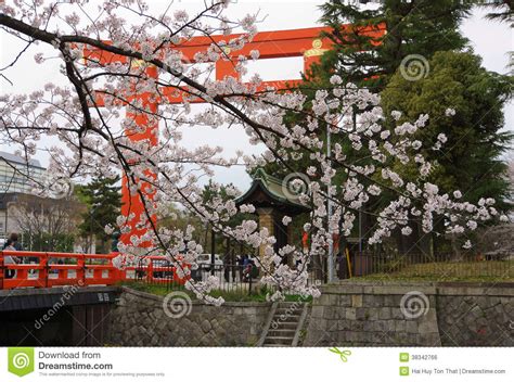 Cherry Blossom And Torii Heian Jingu In Kyoto Stock Photo Image Of