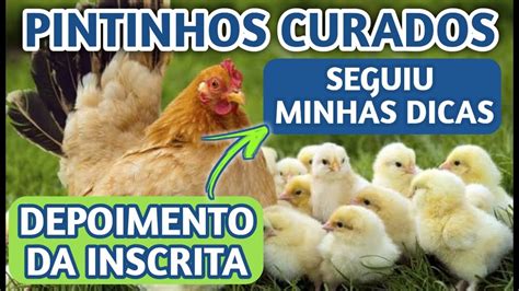 Inscrita Seguiu Dica Do Canal E Curou Seus Pintinhos Como Criar