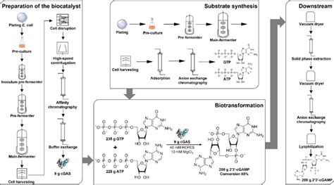 Process Overview Of The Biocatalytic Synthesis Of G Cgamp The