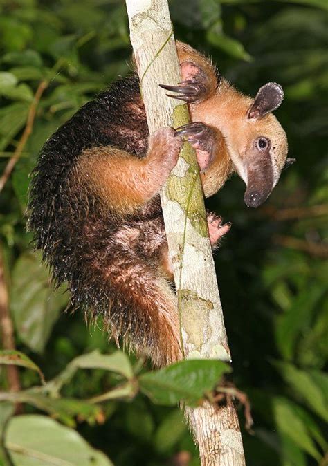 Southern Tamandua | The Animal Facts | Appearance, Diet, Habitat