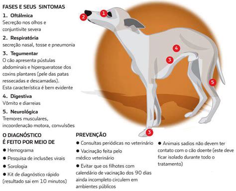 Cinomose Doen A Canina Conhe A As Fases Sintomas E A Cura No