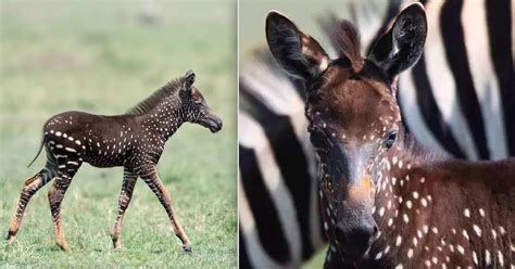 Rare Polka Dotted Zebra Foal Spotted In Kenya