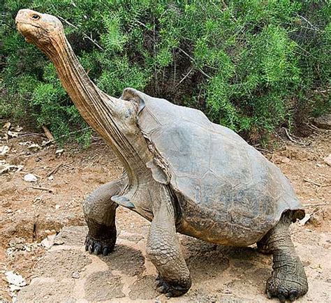Galapagos Tortoise The Worlds Largest Tortoise Animal Pictures And