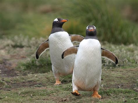 Gentoo Penguin | The Biggest Animals Kingdom