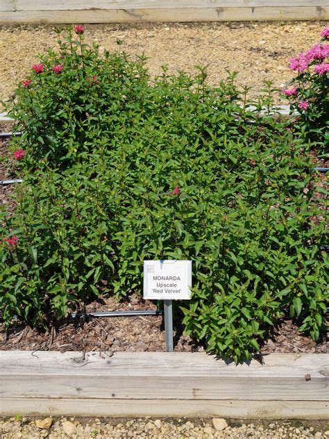 Monarda Upscale™ ‘red Velvet Truck Crops Trial Garden