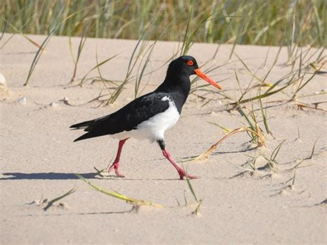 Passeio De Natureza E Ilhas Na Ria Formosa Slow Life Tours