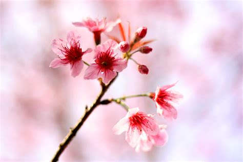 Fotos Gratis Naturaleza Rama Invierno Fruta P Talo Comida