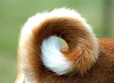 Басенджи (Basenji) - Животные и природа | Собаки, Животные, Охотничьи ...