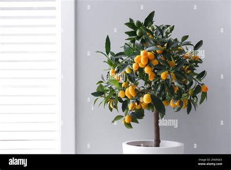 Potted kumquat tree near window indoors. Interior design Stock Photo ...