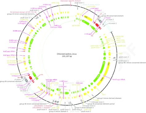 Schematic Map Of The Chloroplast Genome Of Chlorotetraedron Incus