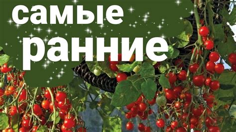 Эти семена дадут вам самый ранний урожай. Обзор низкорослых томатов ...