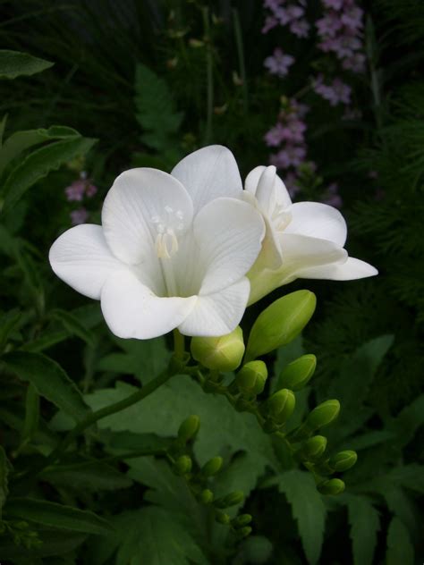 Flower Picture: Freesia Flower