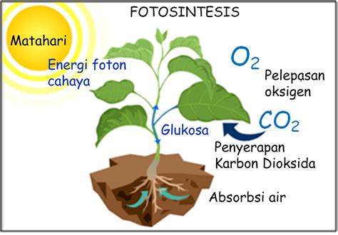 Fotosintesis Pada Tumbuhan Homecare24