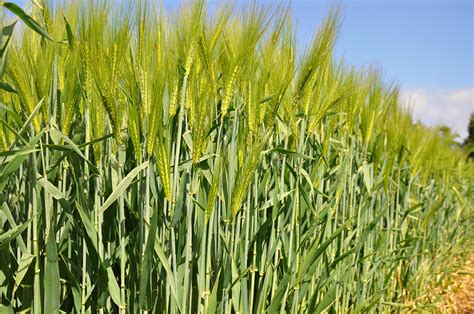 Protect Barley Green Leaf Area During Longer Daylight Hours