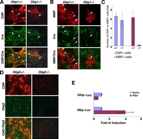 Oligodendrocyte Differentiation In Cortical Progenitor Cell In Vitro