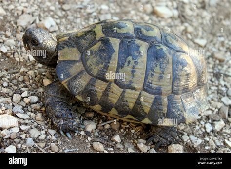 Hermanns Tortoise Testudo Hermanni In Hi Res Stock Photography And