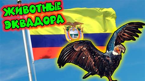 Животные Эквадора Animals of Ecuador YouTube