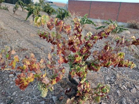 Asaja Apag Extremadura Asaja Exige Ayudas Para Cultivos Permanentes