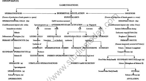 Cbse Class 12 Biology Human Reproduction Minds Map