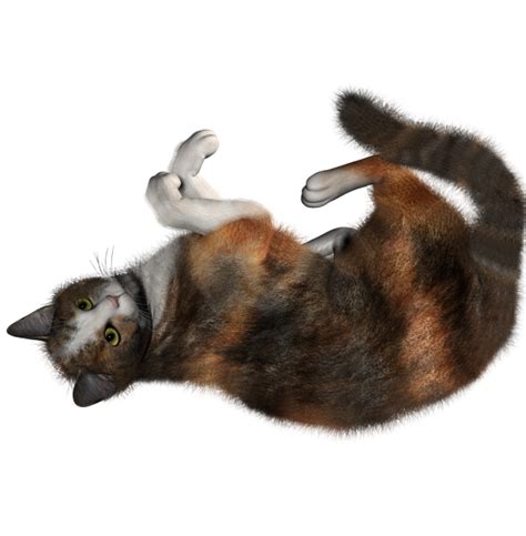 Cat Rolling Png Png Images Download Cat Rolling Png Pictures