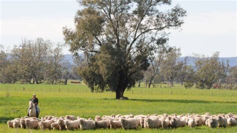 A Complete Guide To Effective Sheep Drenching | Specialist Sales