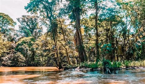 Tortuguero National Park: A Unique Wildlife Destination