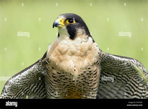 Peregrine Falcon Falco Peregrines Stock Photo Alamy