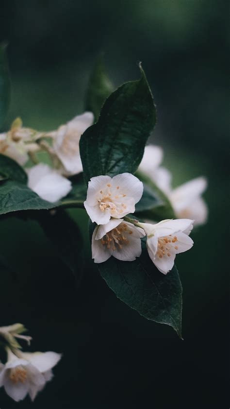 White Flower Black Background Wallpaper | Best Flower Site