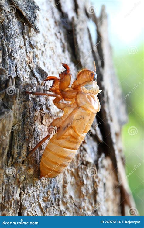 Close Up Cicada Shell Which Leave On The Tree Royalty Free Stock Image