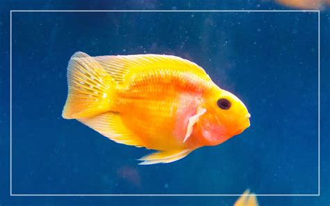 Why Do Blood Parrot Cichlids Change Color