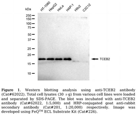 KD Validated Anti TCEB2 Rabbit Monoclonal Antibody 62022 GenuIN Biotech