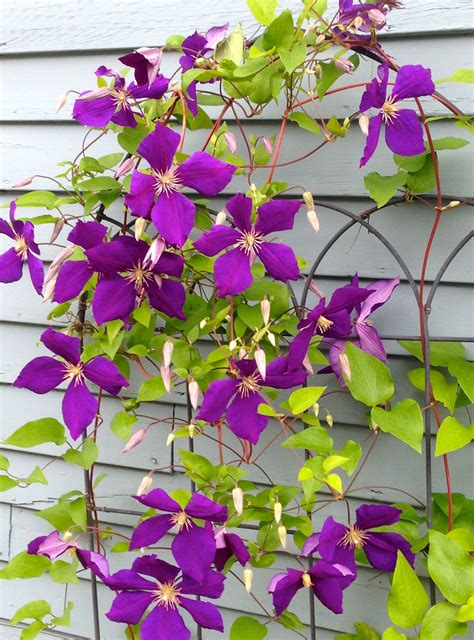 Climbing Clematis Climbing Clematis House Ideas Gardening Plants