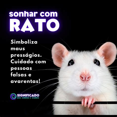 Sonhar Rato O Que Significa