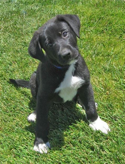 Husky Labrador Schäferhund Mix Welpen