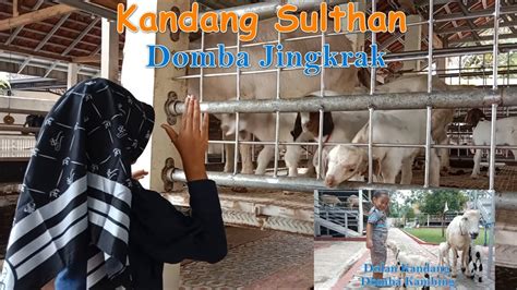 Dolan Kandang Domba Jingkrak Bersama Asfa El Dolan Kandang Domba