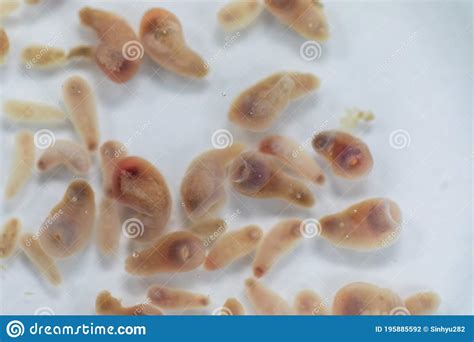 The Study Parasite Or Worms Is A Freshwater Fish Parasite In Laboratory