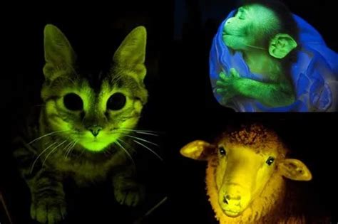 10 Spectacular Glowing Animals - Wonderslist