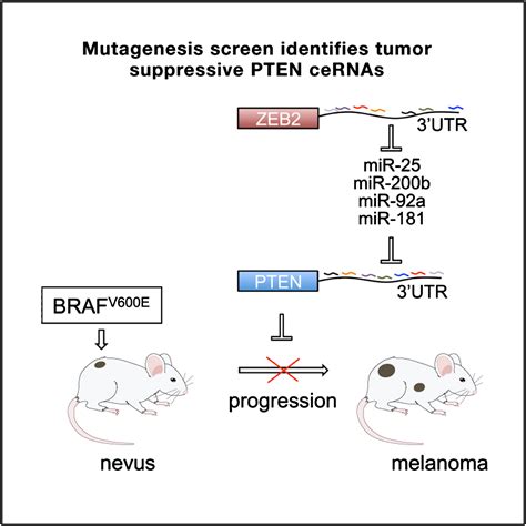 In Vivo Identification Of Tumor Suppressive PTEN CeRNAs In An