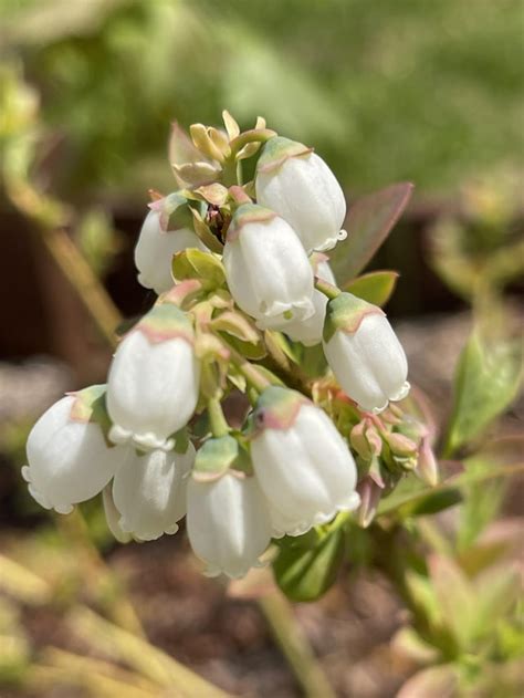 Blueberry Flowers A First For Me Theyre Kinda Cute Rgardening