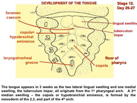 Development Of Head And Neck Final