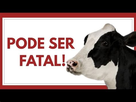 DOENÇA DA VACA LOUCA OQUE É QUAIS OS SINTOMAS QUAL O TRATAMENTO TEM