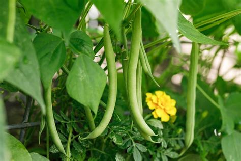 Haricot Vert Guide Complet Pour Cultiver Et Entretenir Votre Potager