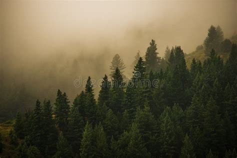 Nebeliger Tannenwald Stockbild Bild Von Tannenwald Nebeliger