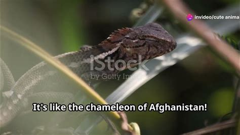 Afghanistans Reptilian Residents Exploring The World Of Snakes And