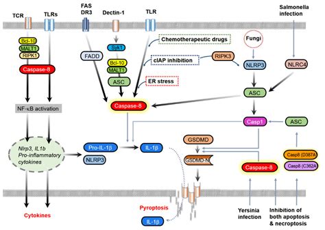 Ijms Free Full Text Regulation Of Caspase 8 Activity At The