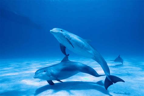 Clitoris Evolution What Dolphins Reveal About Female Sex Organs New