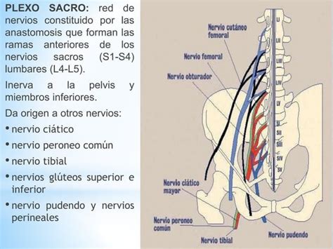 Nervios Raqu Deos O Espinales Por Erika Godoy Ppt