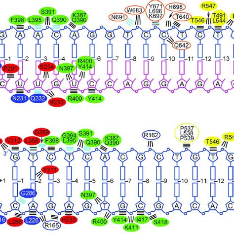 Schematic Representation Of Protein Nucleic Acid Interactions A Download Scientific Diagram