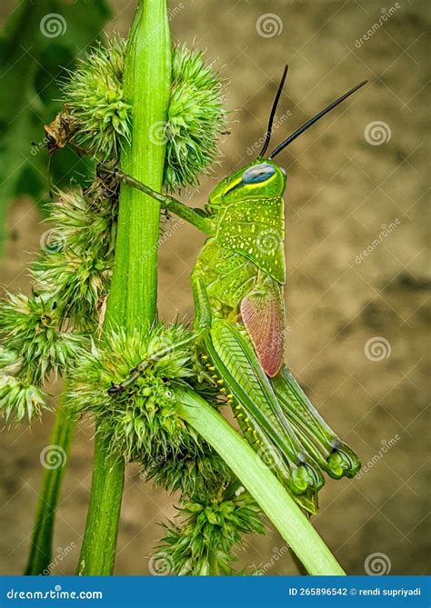 Baby grasshopper stock photo. Image of green, grasshopper - 265896542