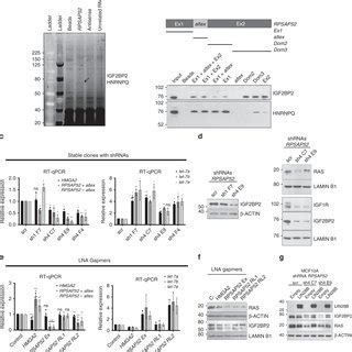 Rpsap Displays Oncogenic Features In Breast Cancer Cells A